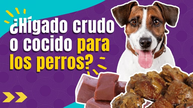 Los Perros Pueden Comer Chicharrón O Chicharrón? Por Qué No Deberían |  